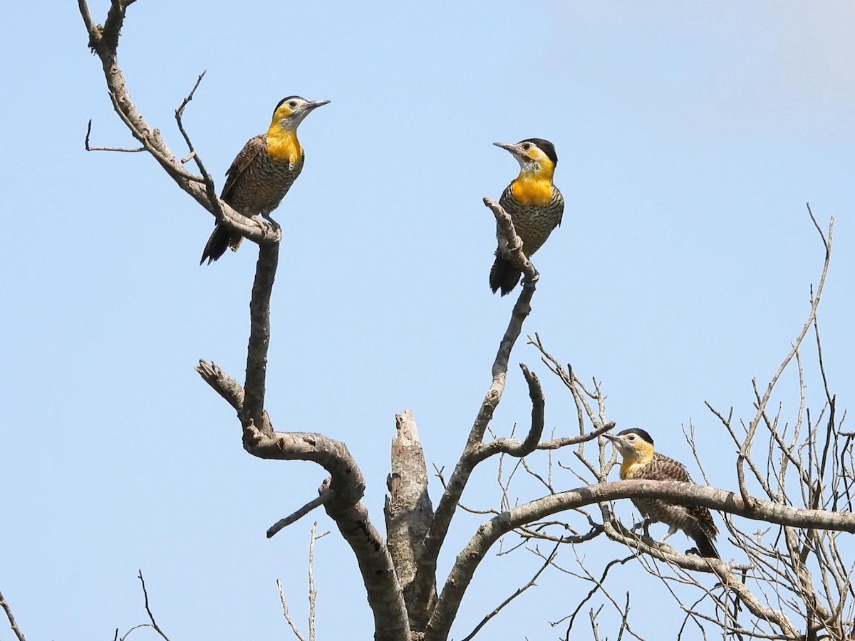 Campo Flicker - ML642195754