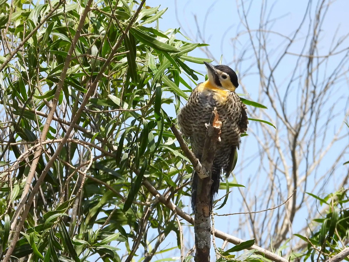 Campo Flicker - ML642195755