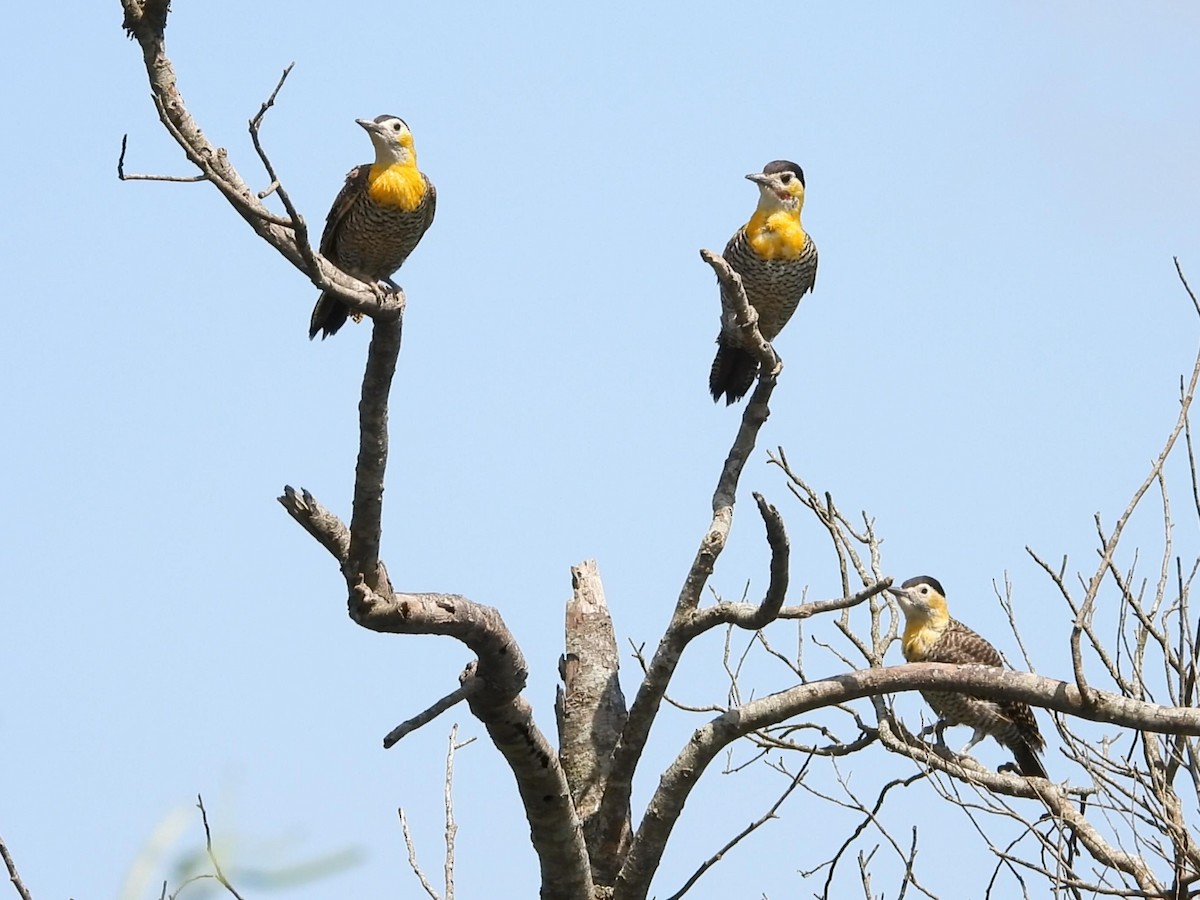 Campo Flicker - ML642195756