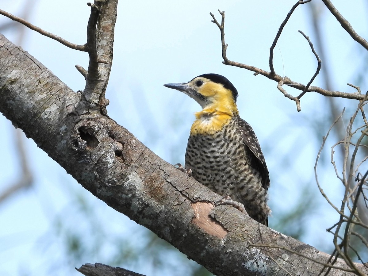 Campo Flicker - ML642195758
