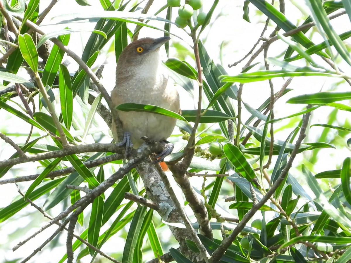 Greater Thornbird - ML642195762