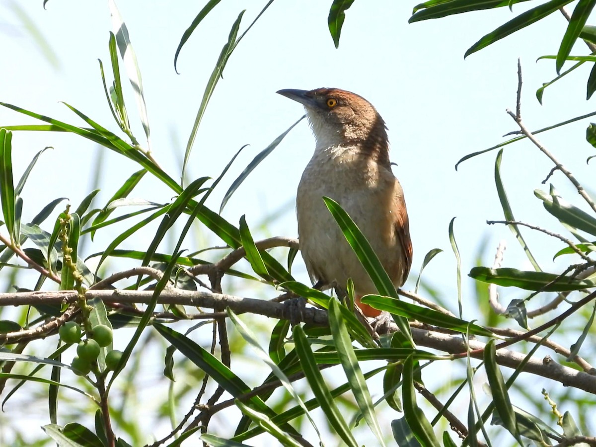 Greater Thornbird - ML642195763