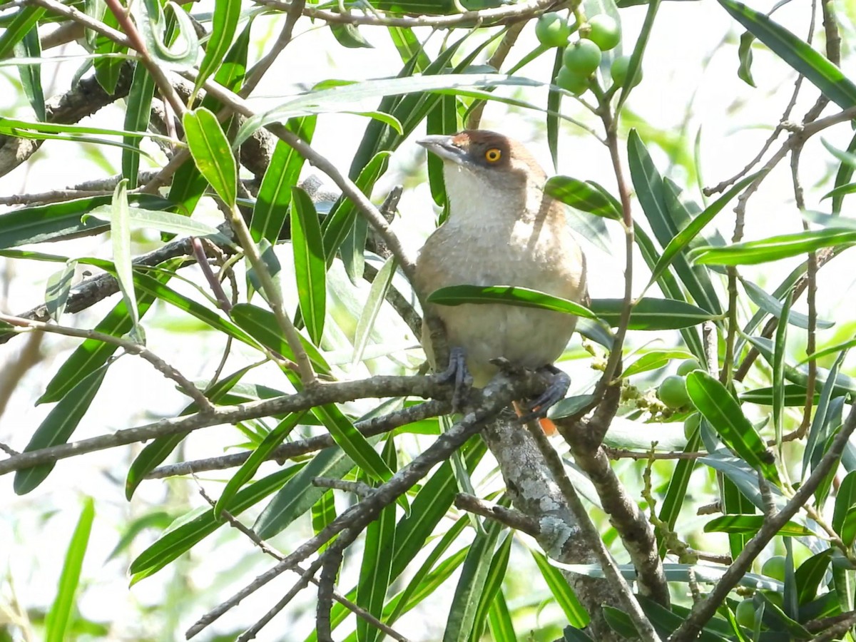 Greater Thornbird - ML642195764