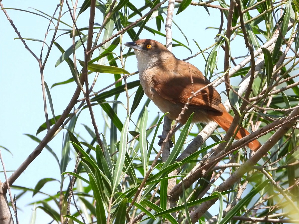 Greater Thornbird - ML642195765