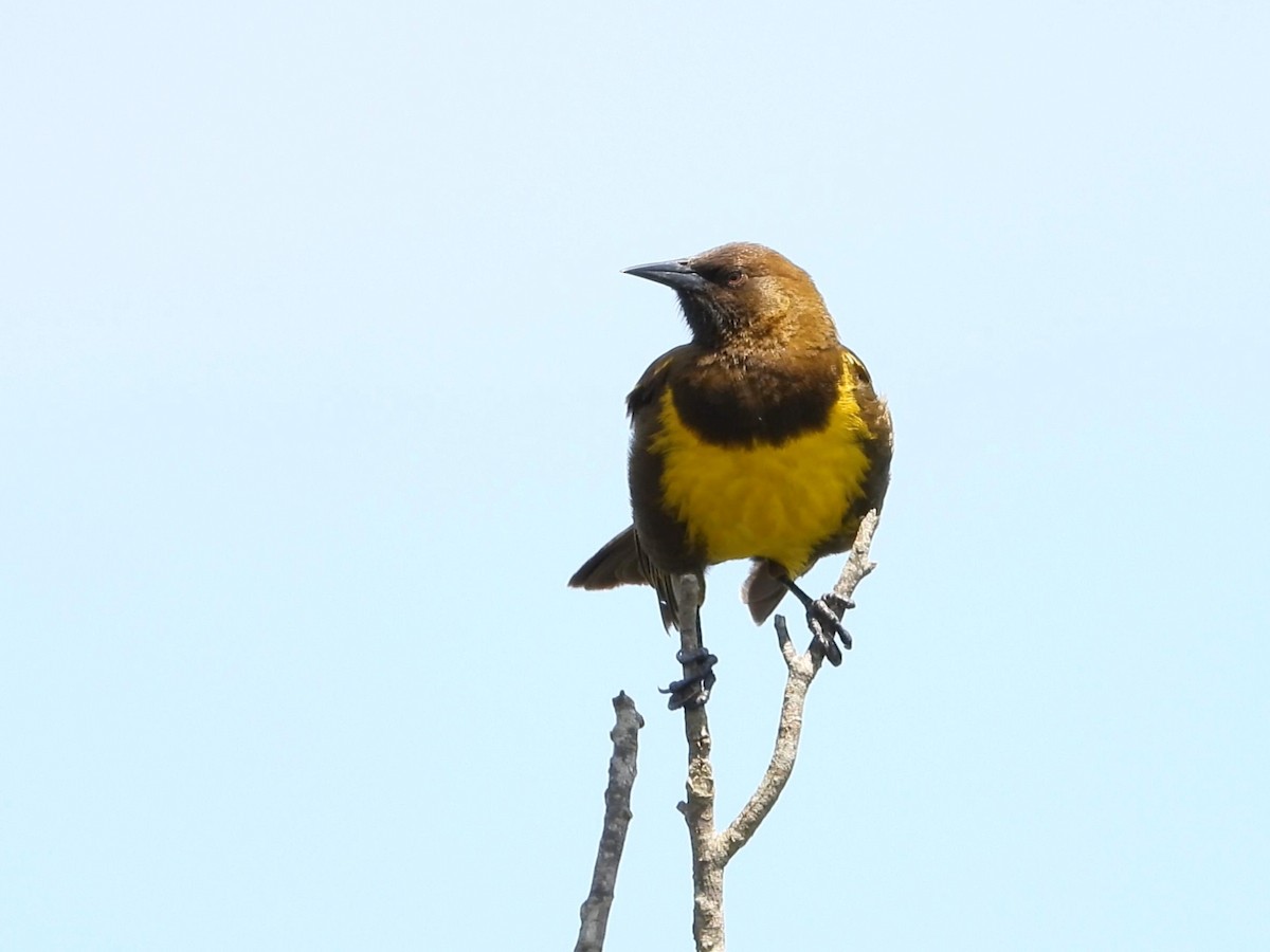 Brown-and-yellow Marshbird - ML642195784