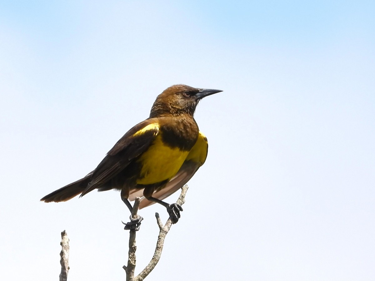 Brown-and-yellow Marshbird - ML642195785