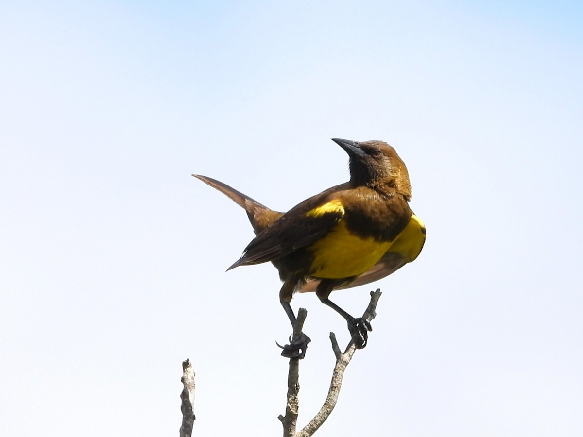 Brown-and-yellow Marshbird - ML642195786