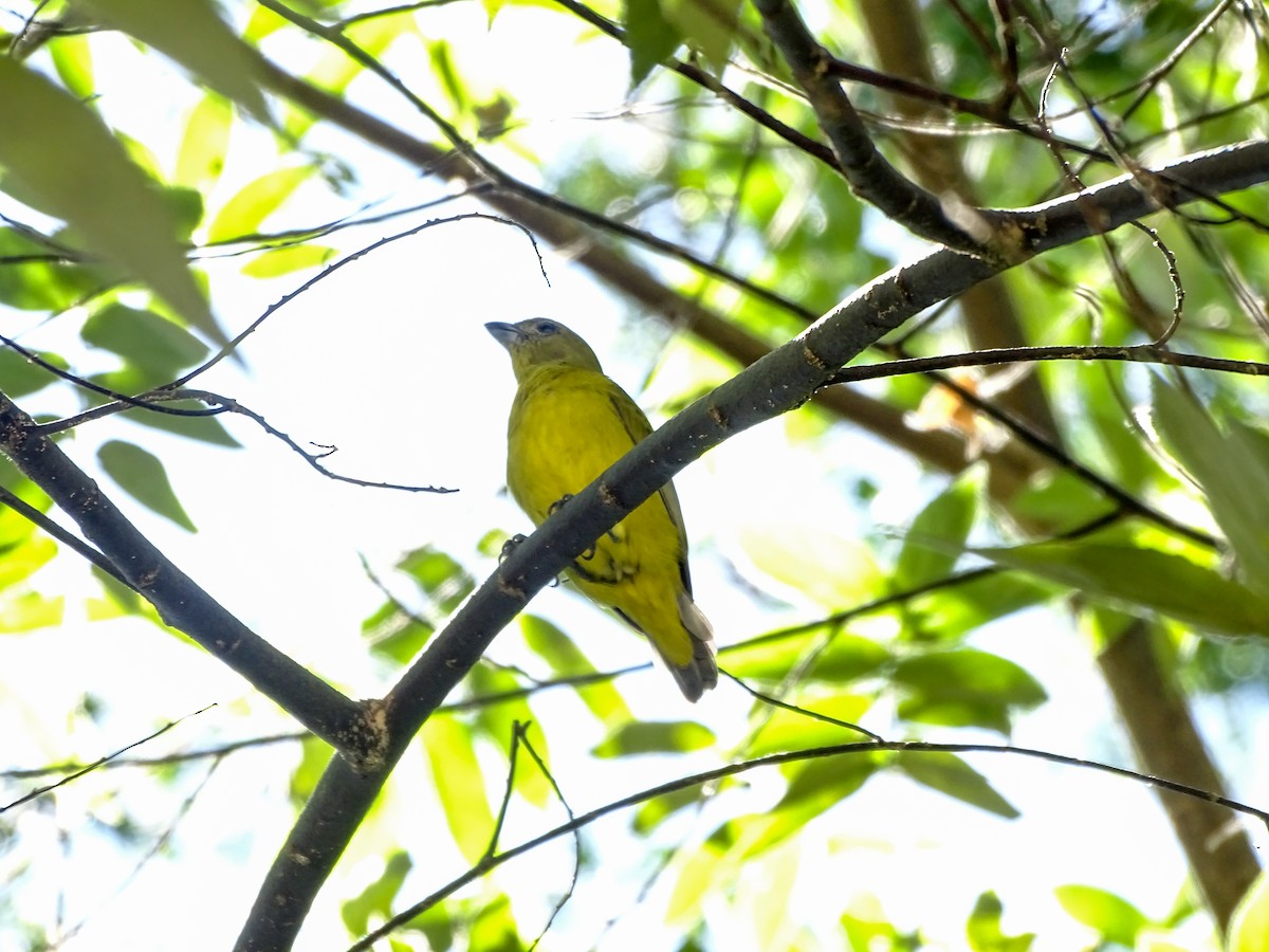 Thick-billed Euphonia - ML642195792