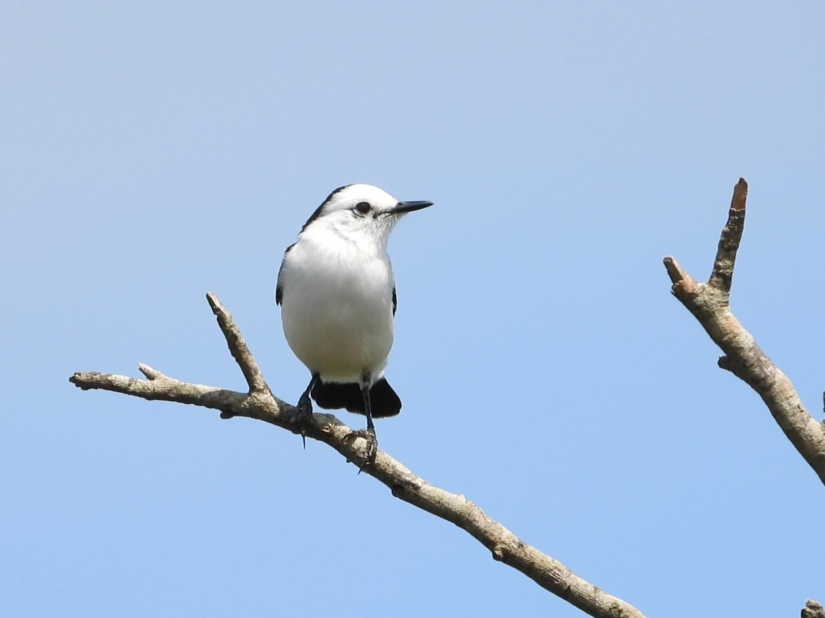 Black-backed Water-Tyrant - ML642195797