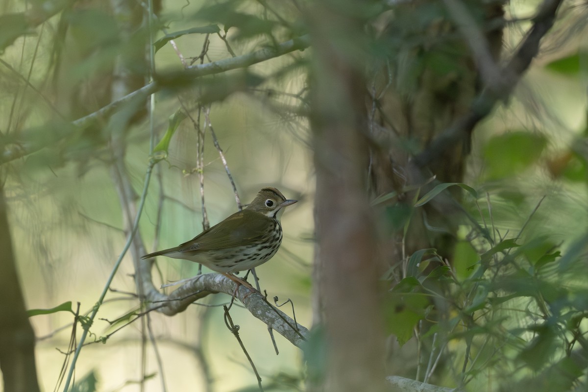 Ovenbird - ML642195801