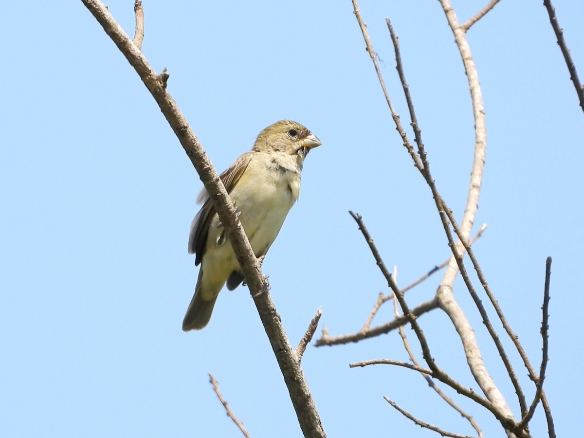 Double-collared Seedeater - ML642195806