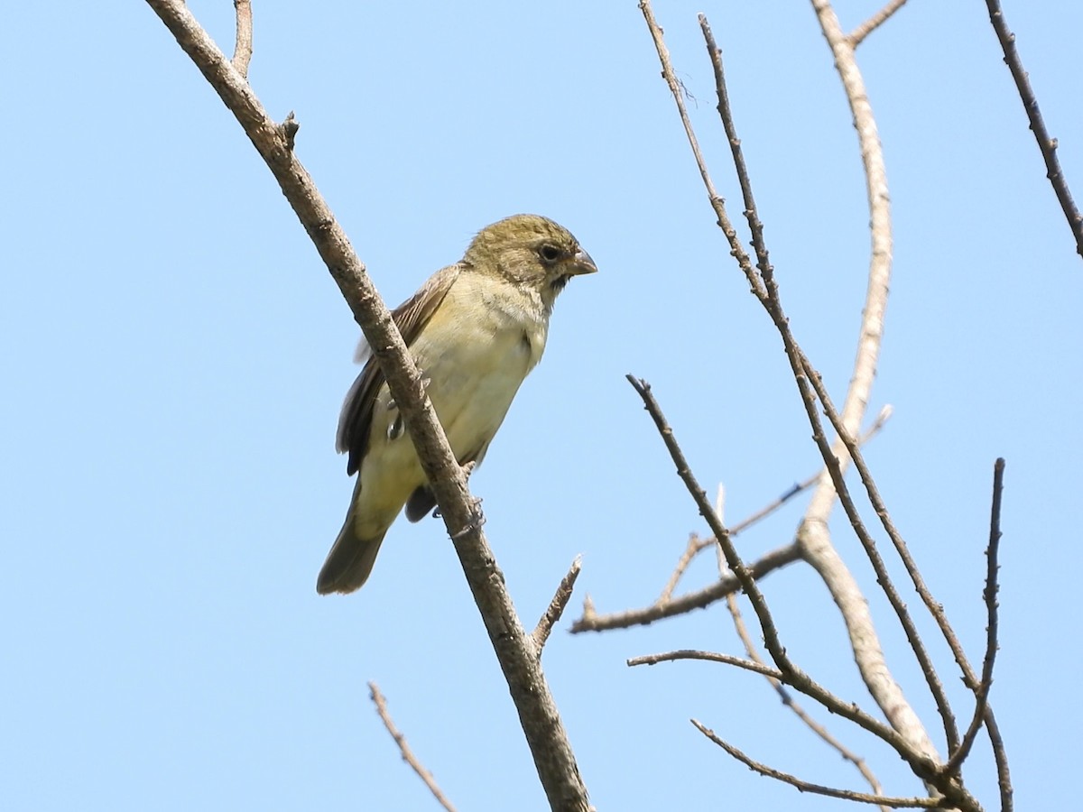 Double-collared Seedeater - ML642195807
