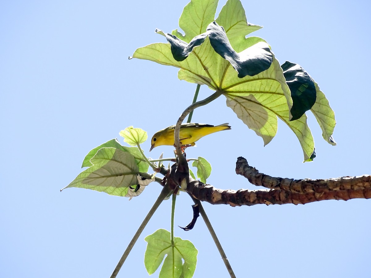 Yellow Warbler - ML642195809