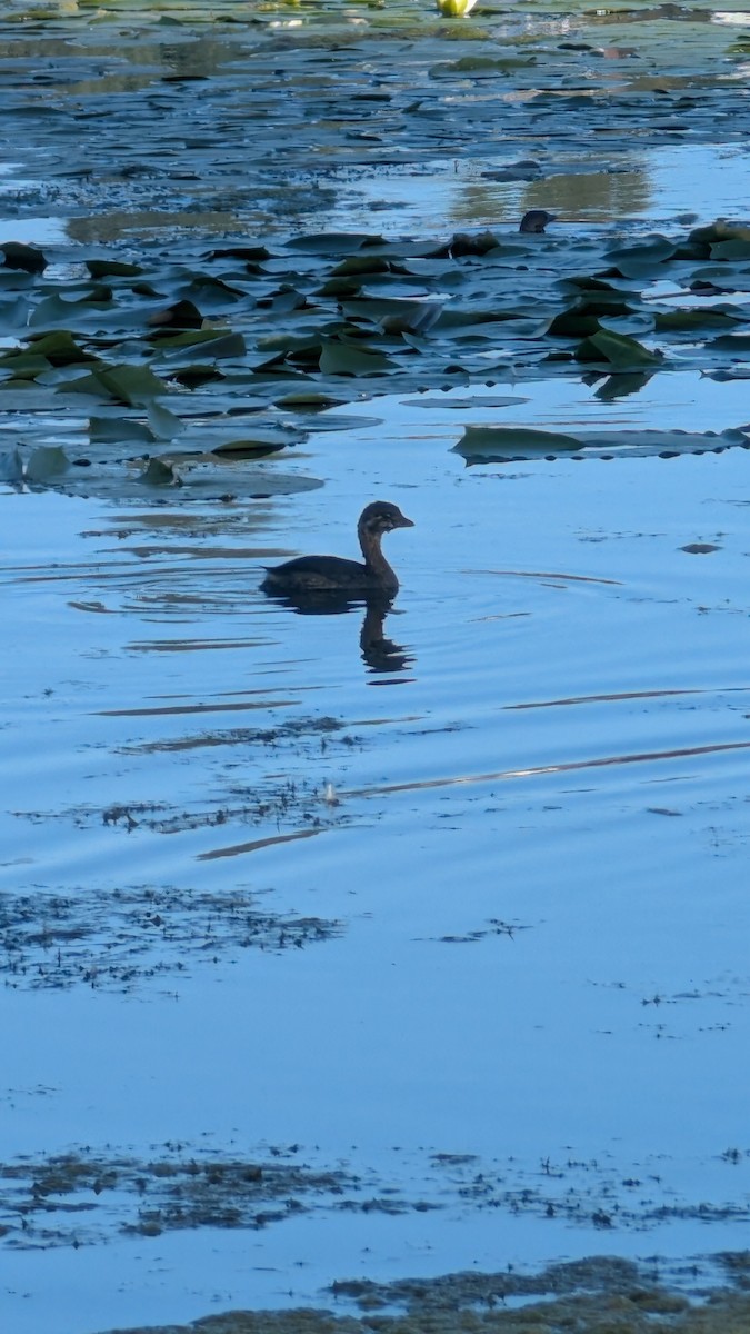 Pied-billed Grebe - ML642195832