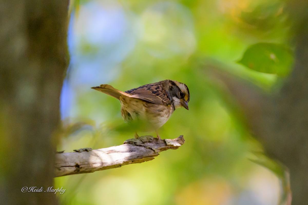 White-throated Sparrow - ML642195834