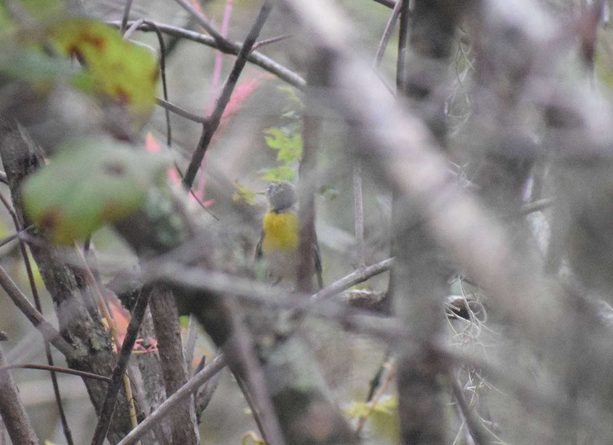 Northern Parula - ML642195839