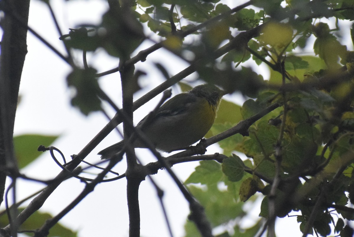 Northern Parula - ML642195840
