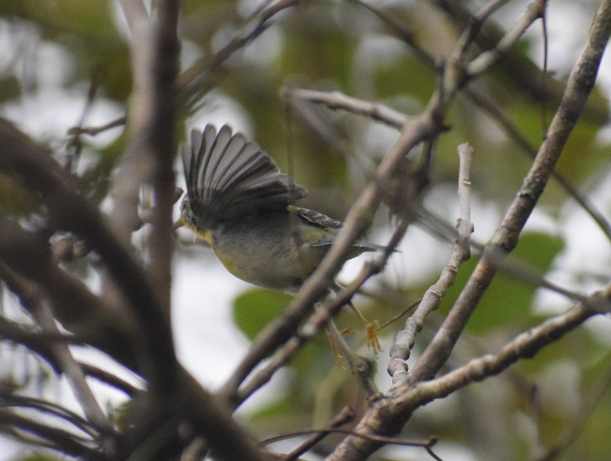 Northern Parula - ML642195841