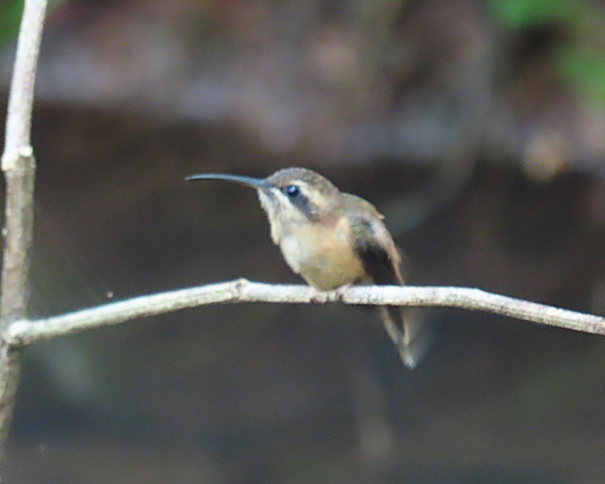 Stripe-throated Hermit - ML642195842