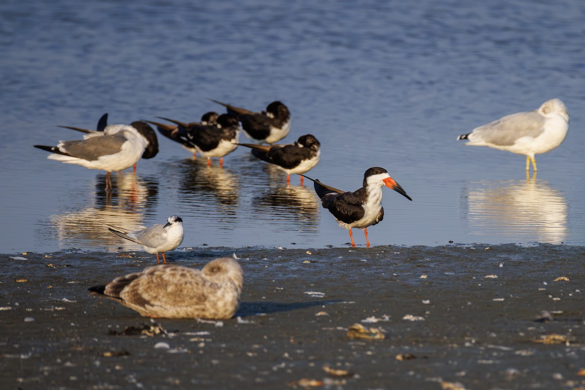 Black Skimmer - ML642195843