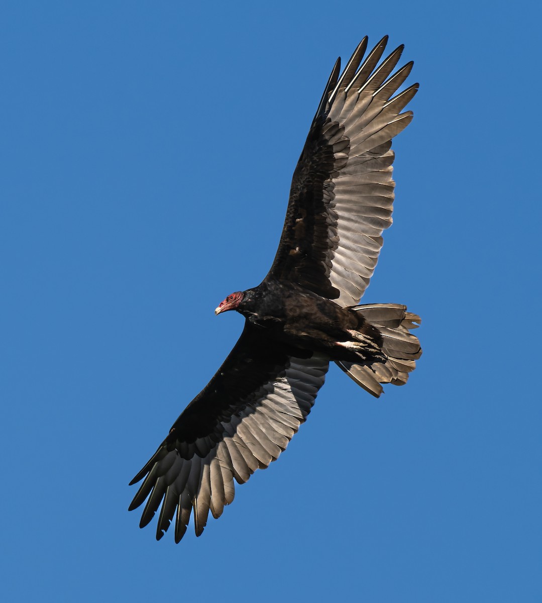 Turkey Vulture - ML642195844