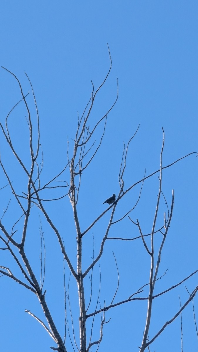 Northern Flicker - ML642195845