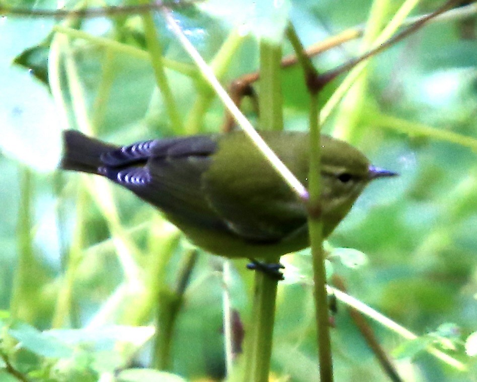 Tennessee Warbler - ML642195846