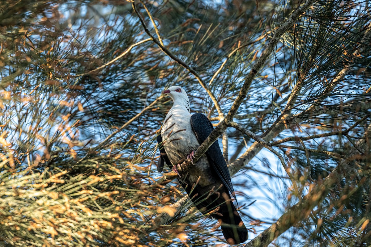 White-headed Pigeon - ML642195847