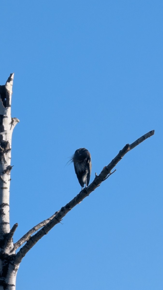 Great Blue Heron - ML642195855