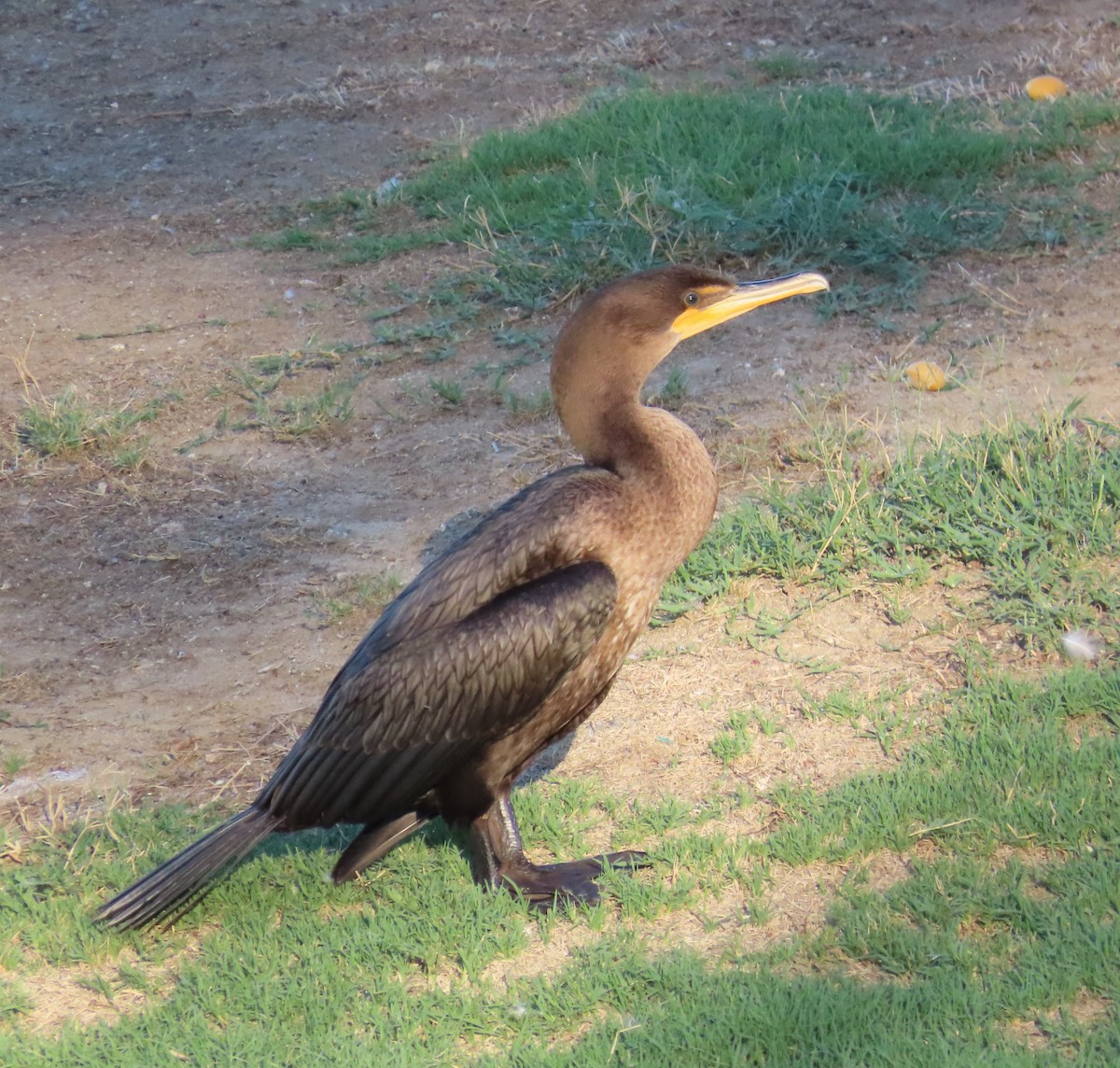 Double-crested Cormorant - ML642195857