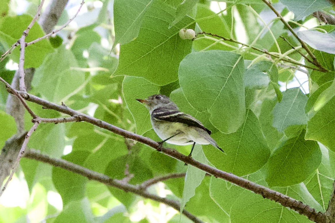 Least Flycatcher - ML642195858