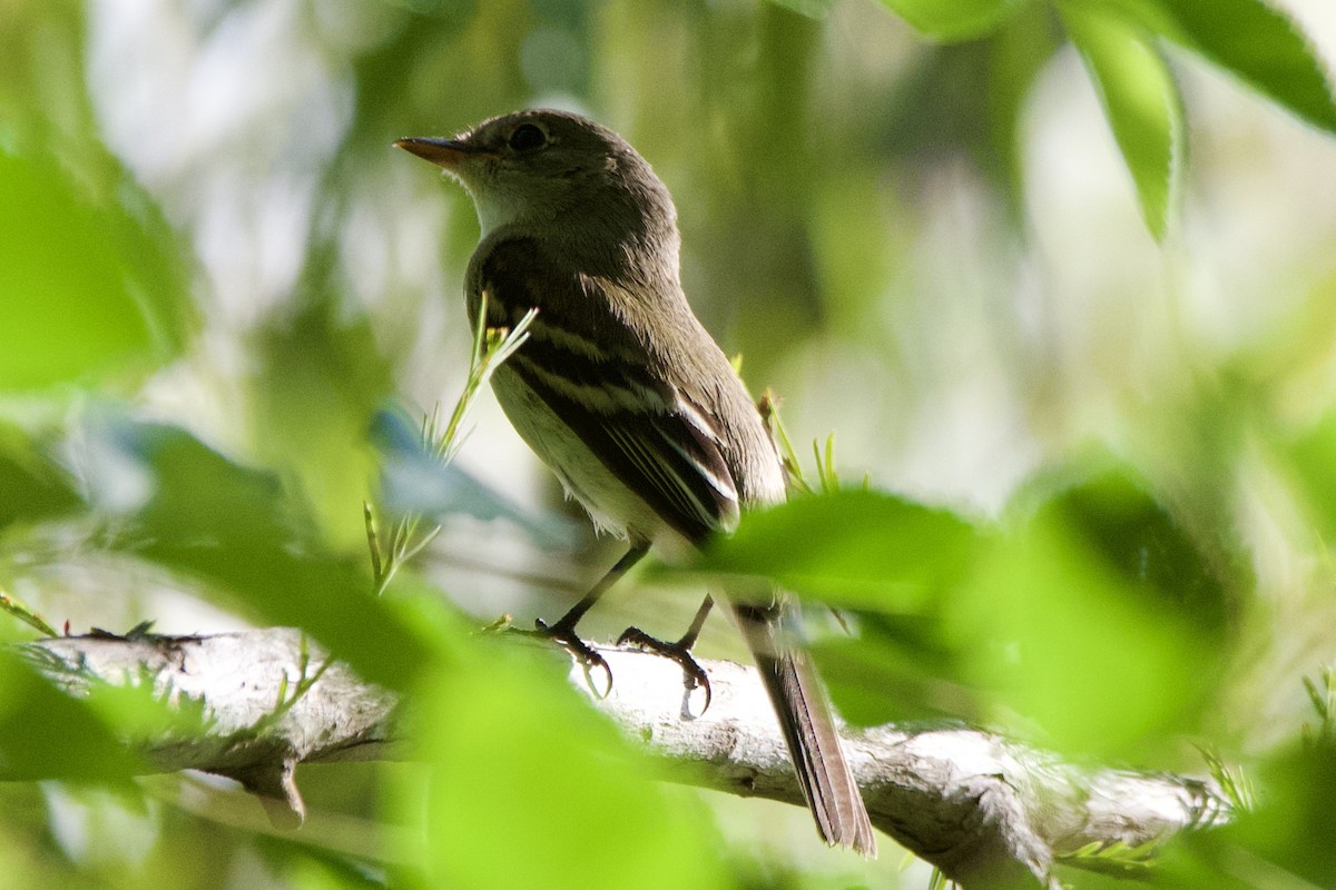 Least Flycatcher - ML642195860
