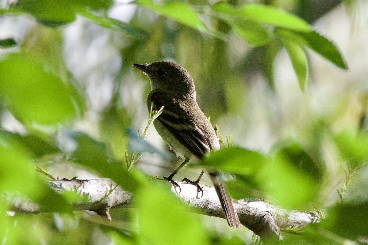 Least Flycatcher - ML642195861