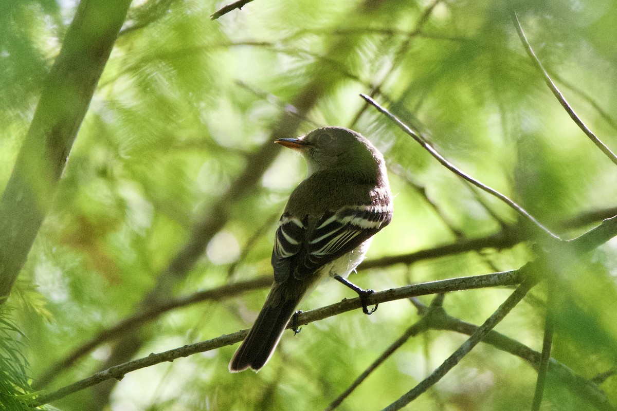 Least Flycatcher - ML642195862