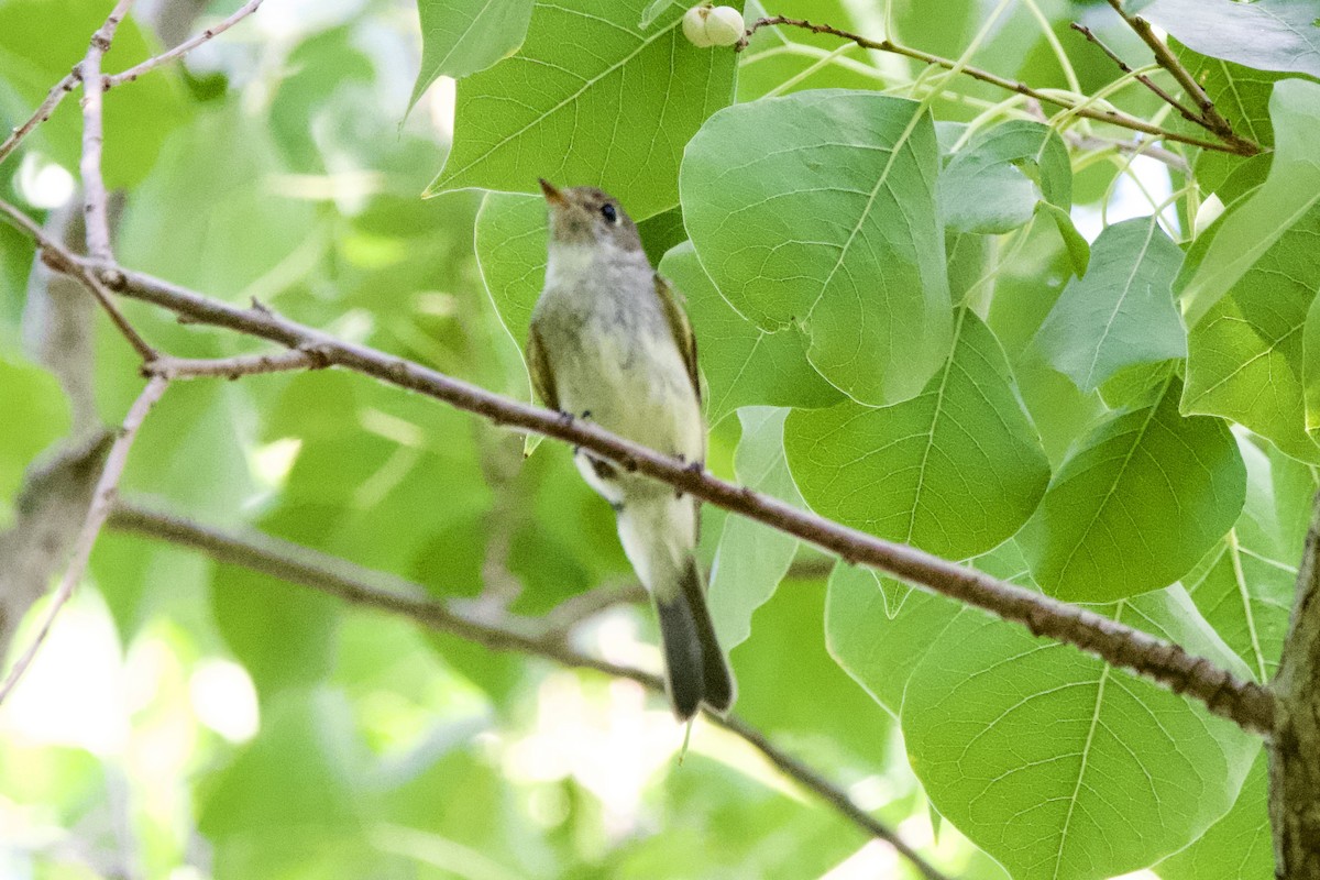 Least Flycatcher - ML642195863