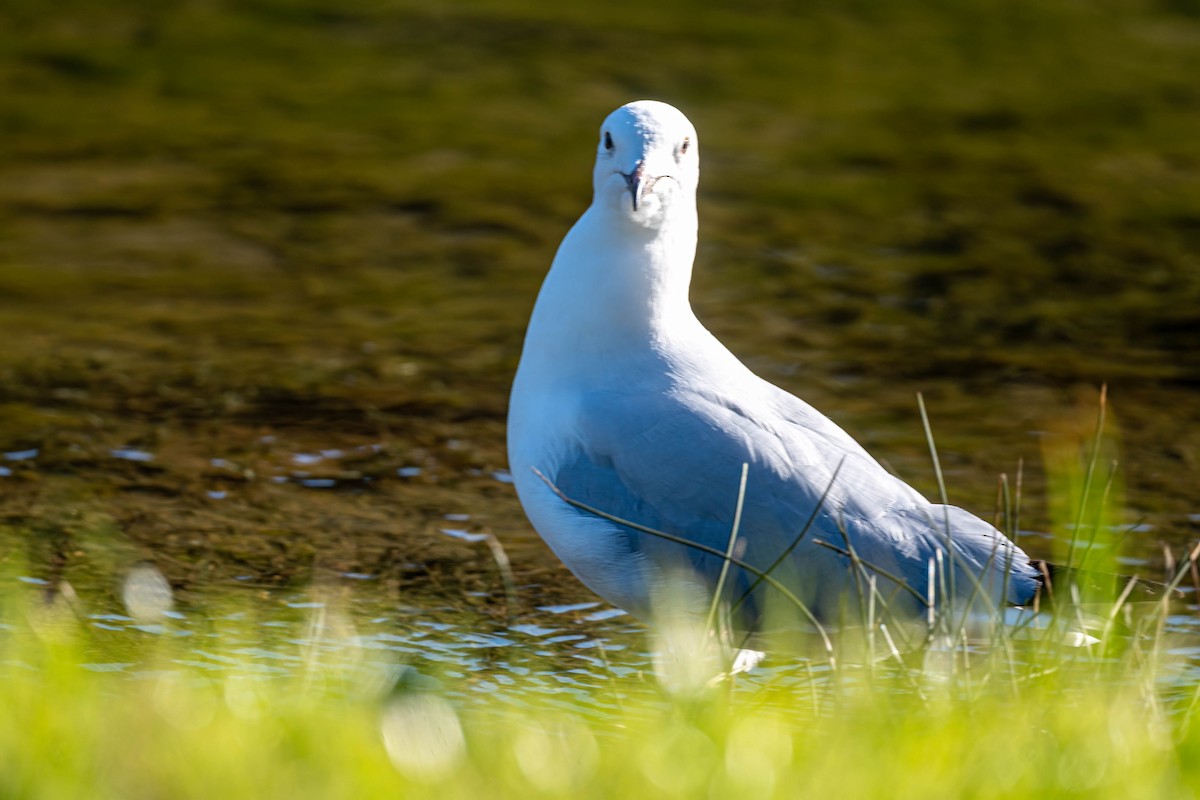 Silver Gull (Silver) - ML642195865