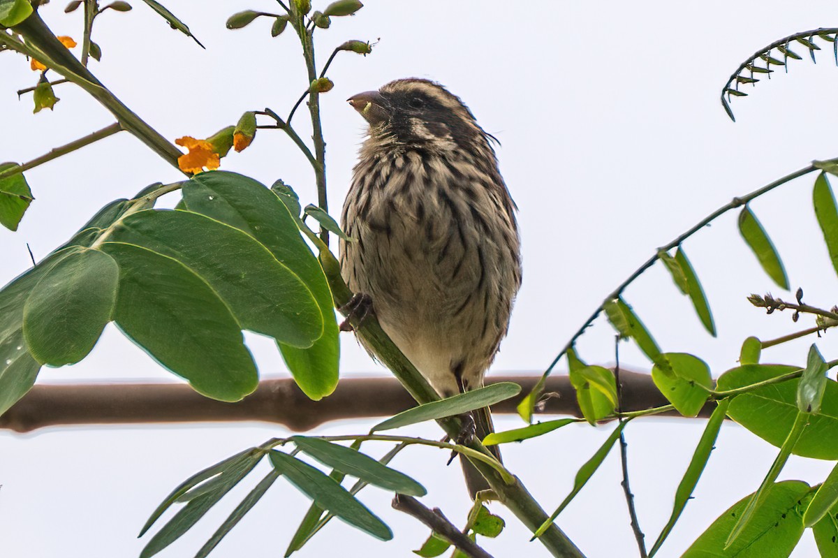 Streaky Seedeater - ML642195867
