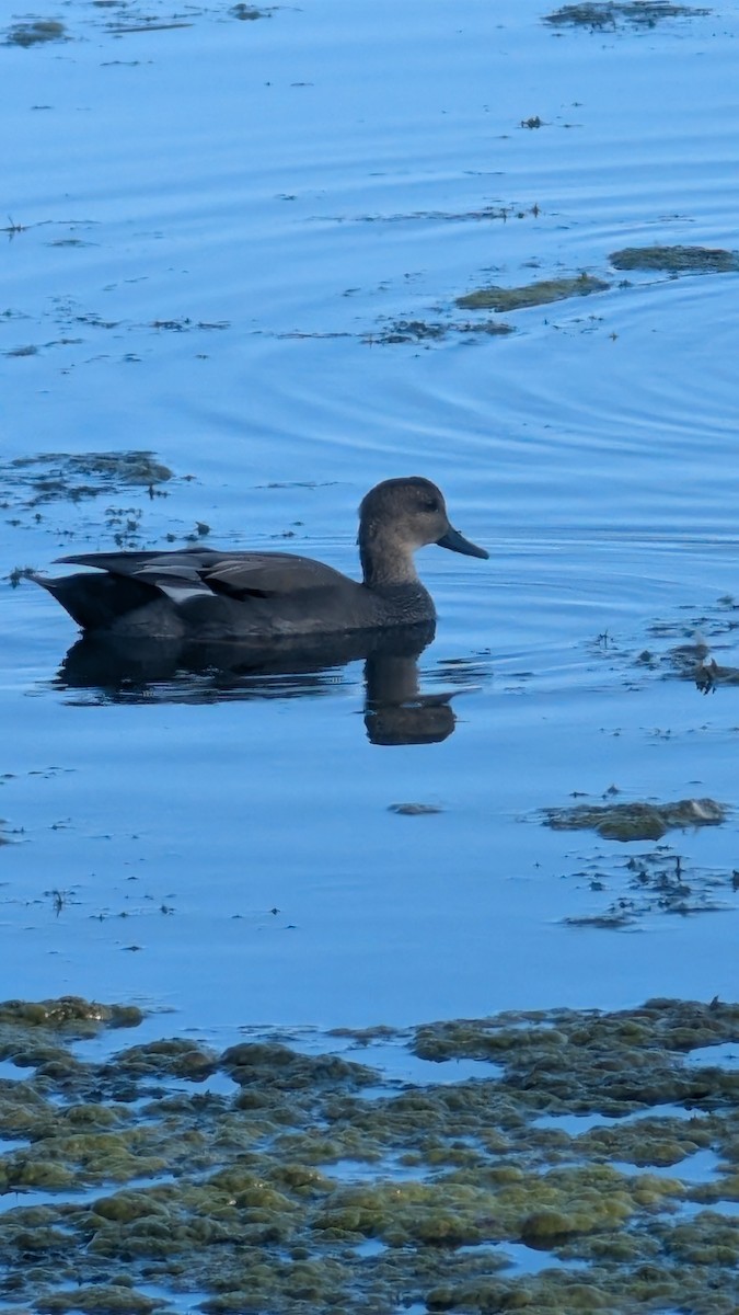 Gadwall - ML642195881