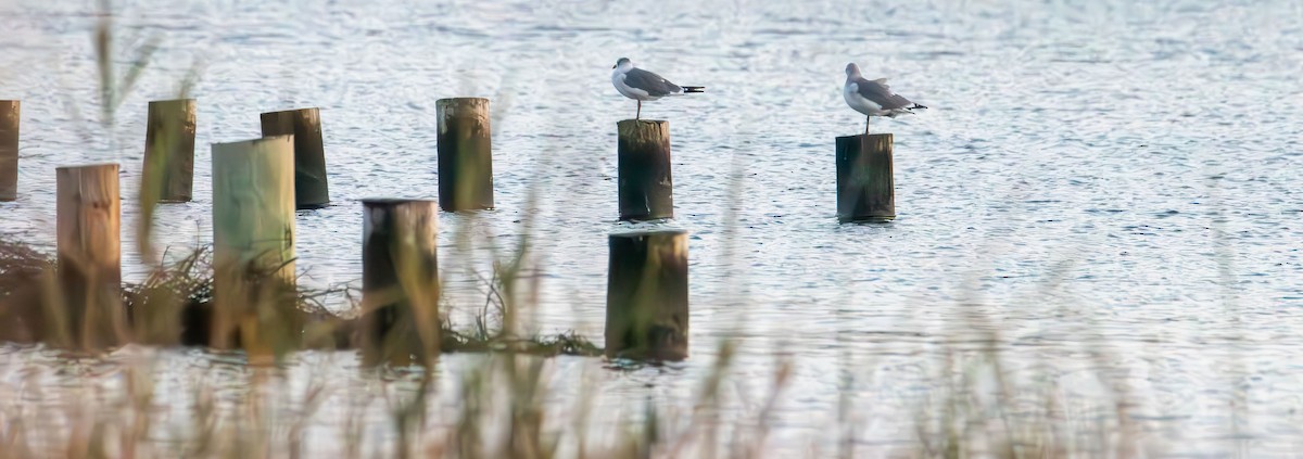 American Herring Gull - ML642195885