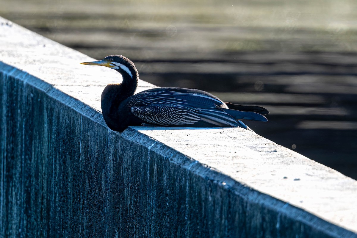 Australasian Darter - ML642195888