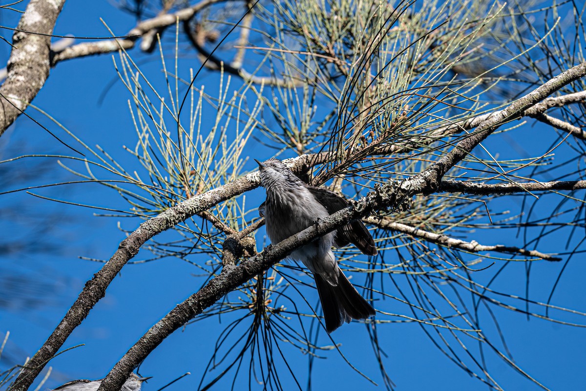 Striped Honeyeater - ML642195899