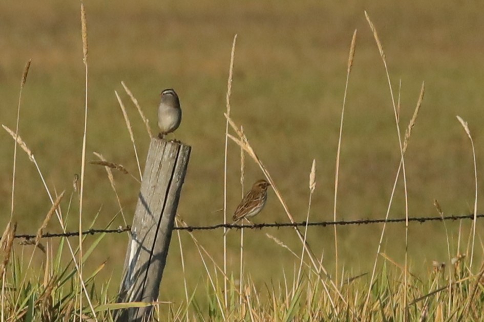 White-crowned Sparrow - ML642195922