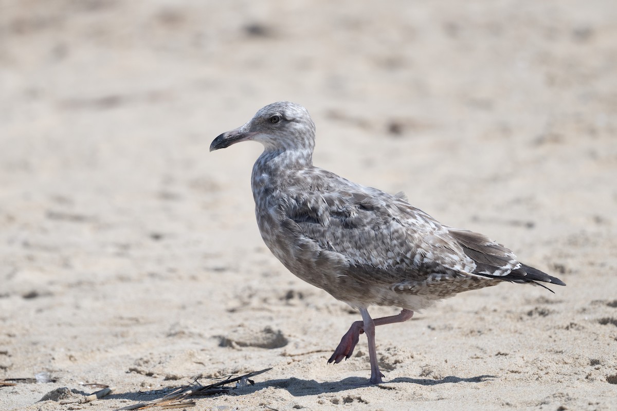 American Herring Gull - ML642195924
