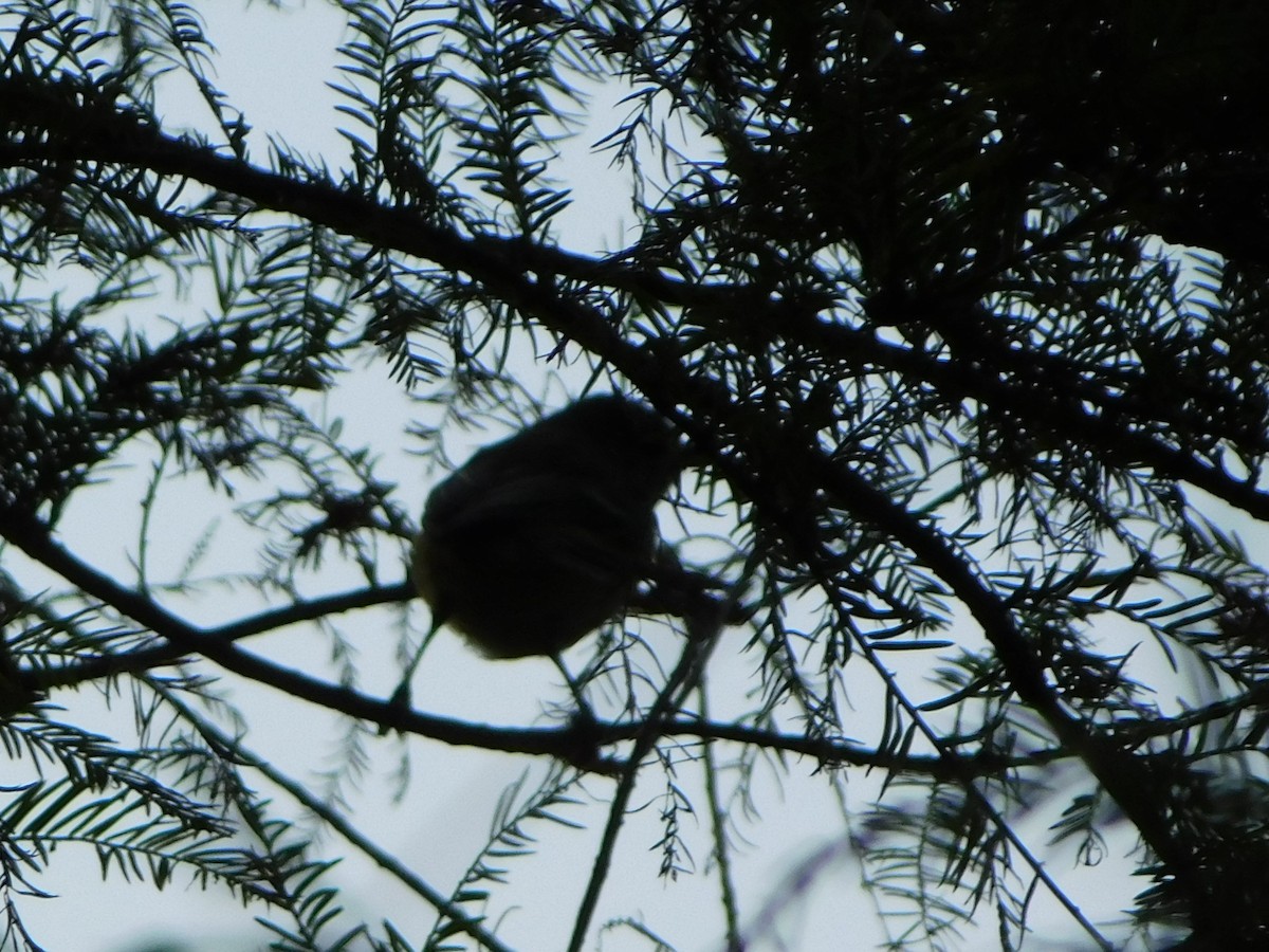 Vireo de Bell - ML642195970