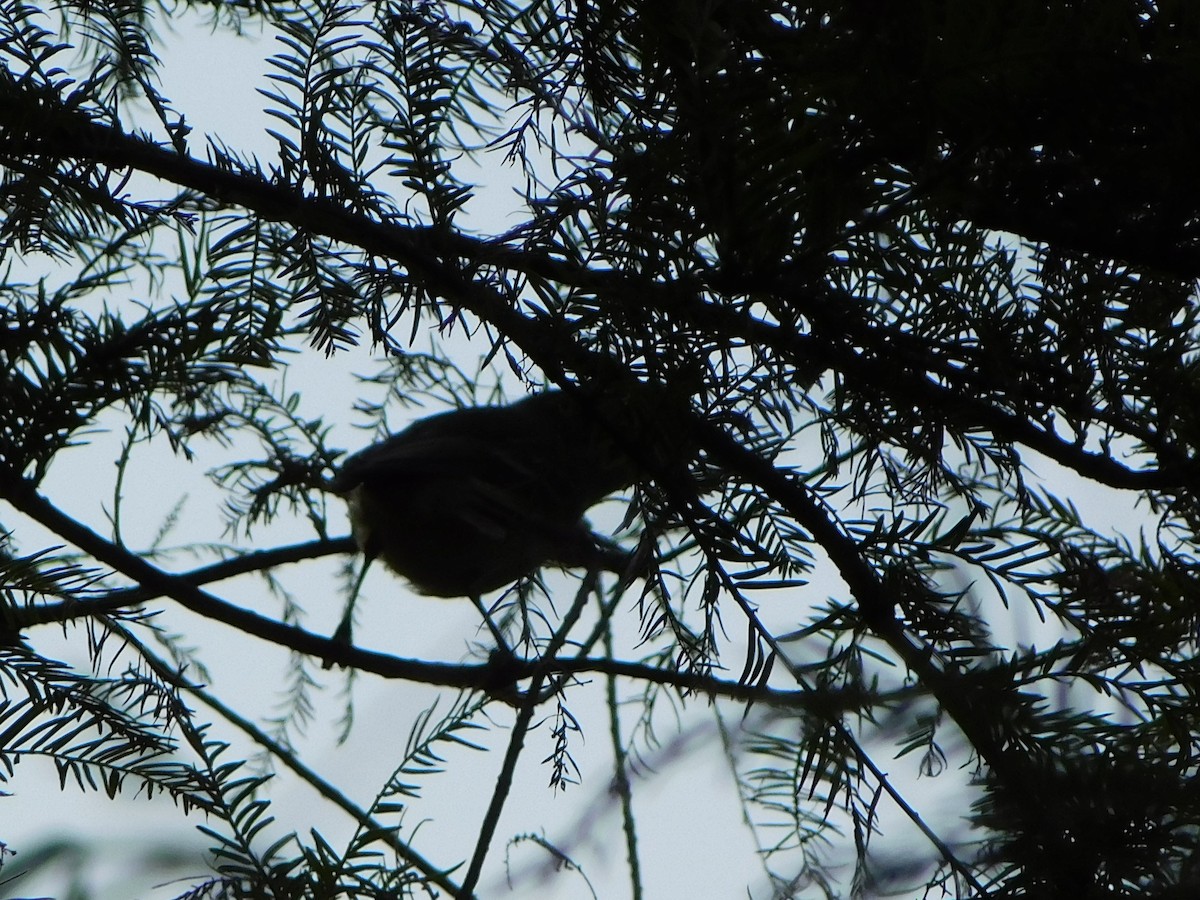Vireo de Bell - ML642195971