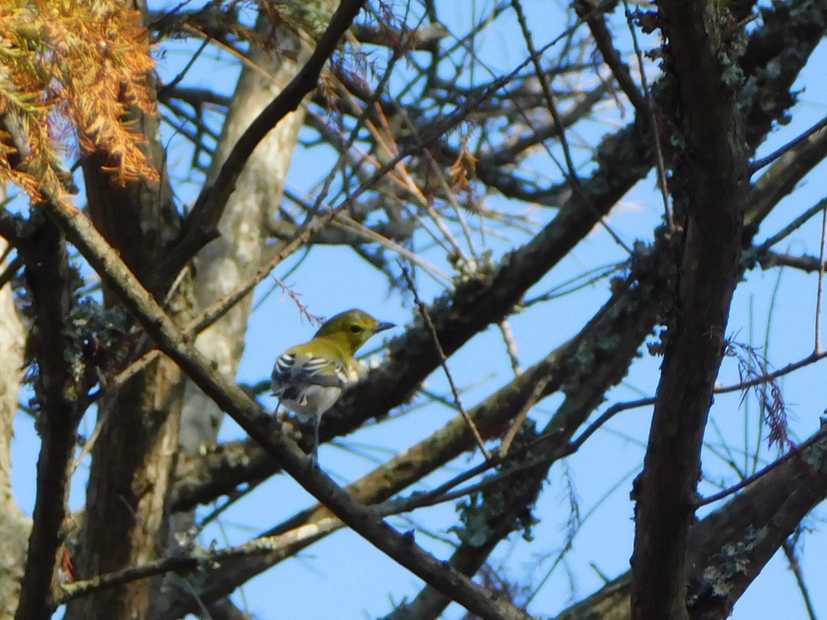 Vireo Gorjiamarillo - ML642195973