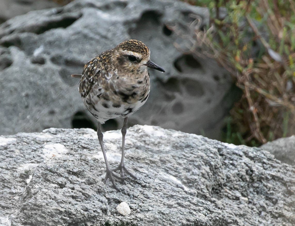 Pacific Golden-Plover - ML642195982