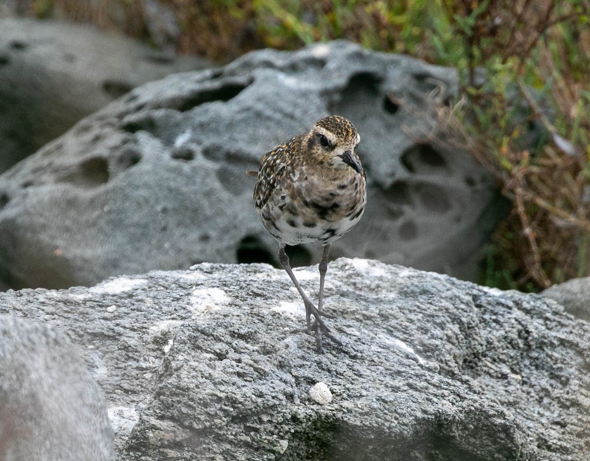 Pacific Golden-Plover - ML642195983