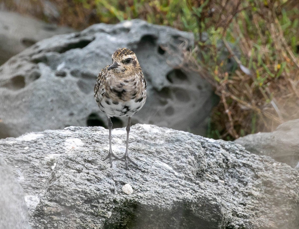 Pacific Golden-Plover - ML642195984
