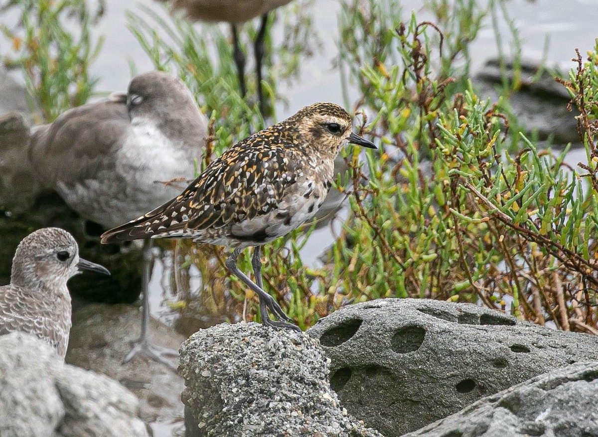 Pacific Golden-Plover - ML642195985